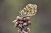 Melitaea didyma